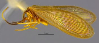 Media type: image;   Entomology 11917 Aspect: habitus lateral view